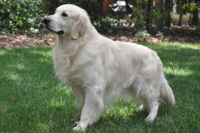 Engelse golden retriever