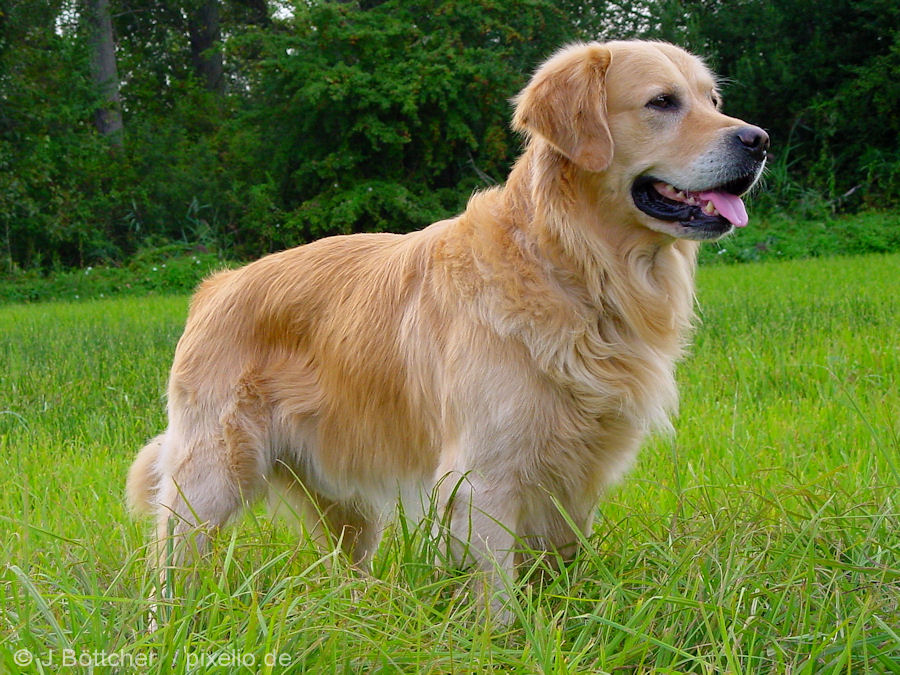 de golden retriever