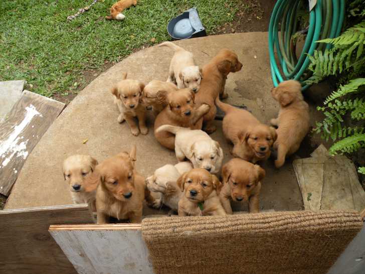 Hoe Vindt Betrouwbare Golden Retriever Fokker?