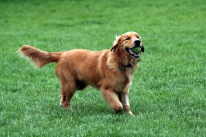 golden retriever puppy training