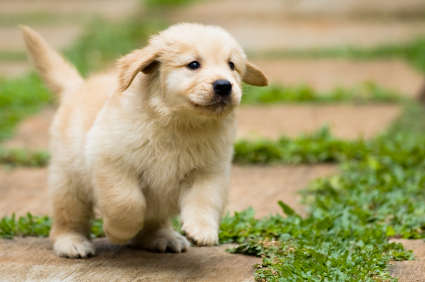 Golden Retriever Pups Kopen - Denk Goed Voordat Je Er Koopt - www.GoldenRetrieverAdvies.nl