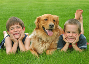 golden retriever verzorging