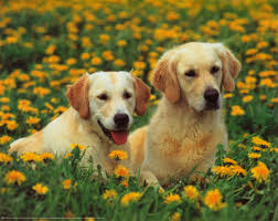 karakter golden retrievers