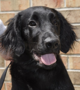 optillen Verhuizer Onbevredigend Zwarte Golden Retriever – Waar Komt Deze Vandaan?