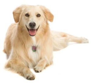 golden retriever forum golden retriever forum