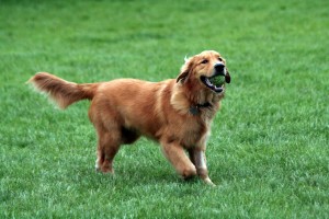 tips trainen golden retriever