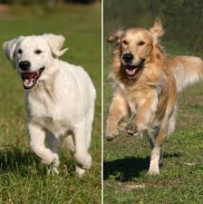 vergelijking labrador en golden retriever