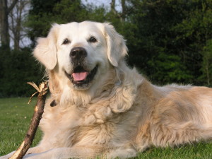 De Golden Retriever De Golden Retriever
