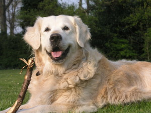 De Golden Retriever