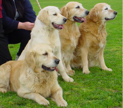 Training van golden retrievers