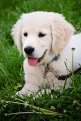 golden retriever puppy training