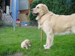 puppy of volwassen golden retriever puppy of volwassen golden retriever