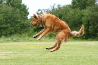 tips gezonde golden retriever