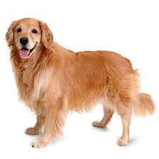 weetjes over golden retrievers