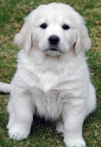 witte golden retriever