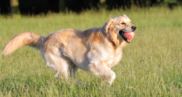 beweging voor de golden retriever