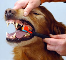 tips verzorging golden retrievers