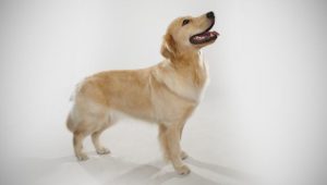 Afkomst en hersprong Golden Retrievers