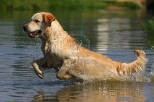 Golden retriever beweging