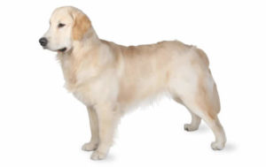 Grootte en hoogte golden retriever