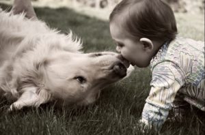 Hoe gaan Golden retrievers om met kinderen en katten